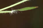 Indian lovegrass 